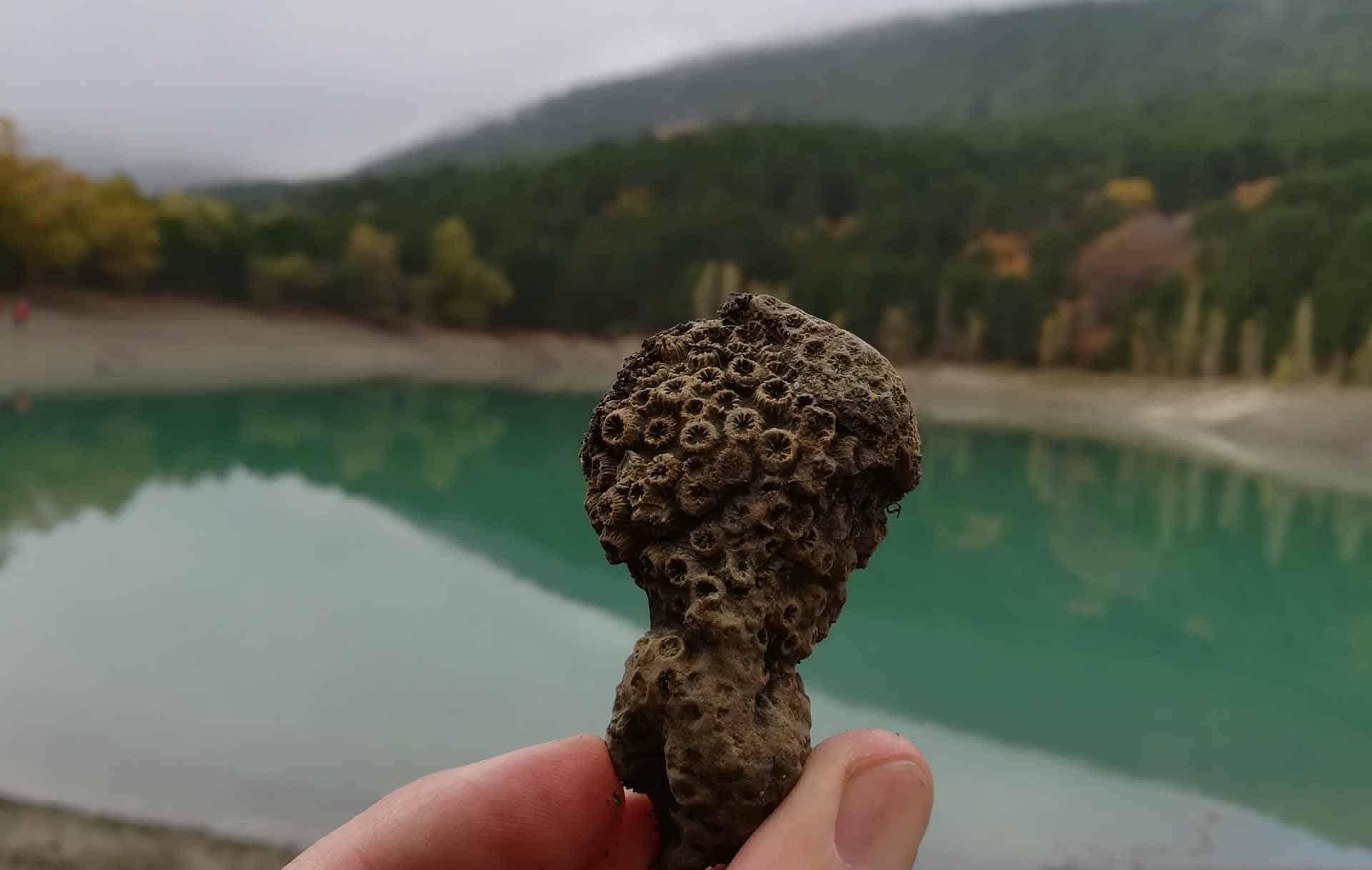 Окаменевший коралл достопримечательности крыма