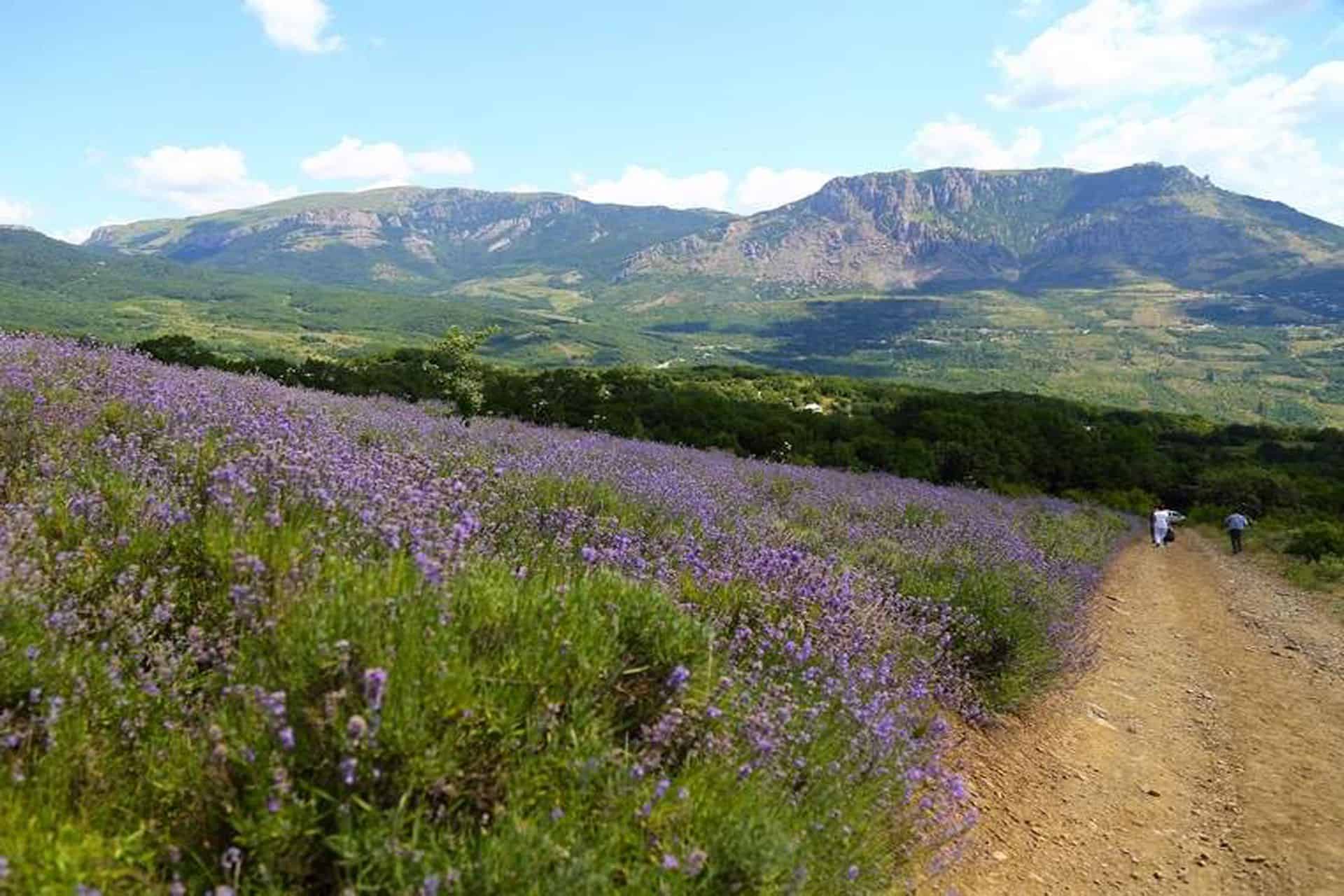 достопримечательности крыма - лавандовые поля в алуште достопримечательности крыма