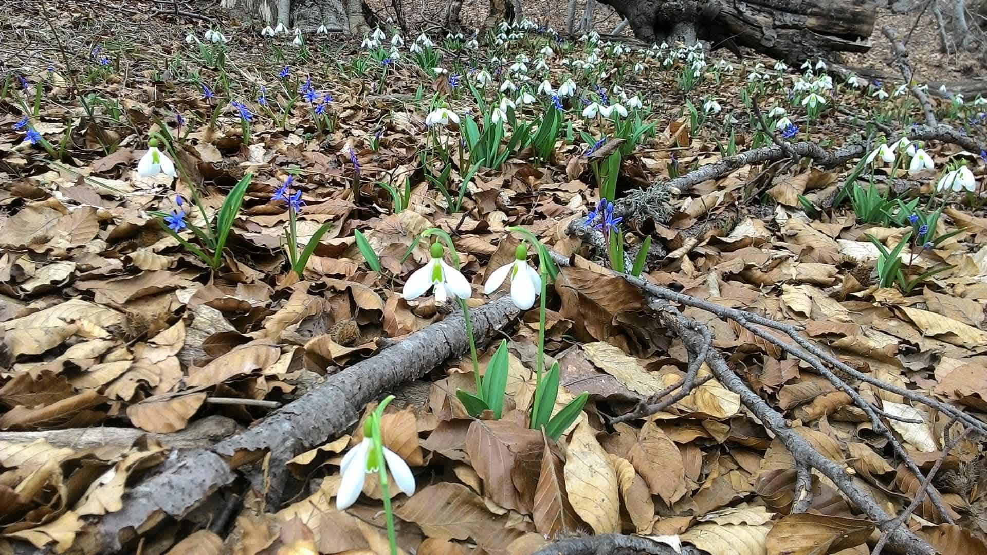 Первоцветы Крыма достопримечательности крыма